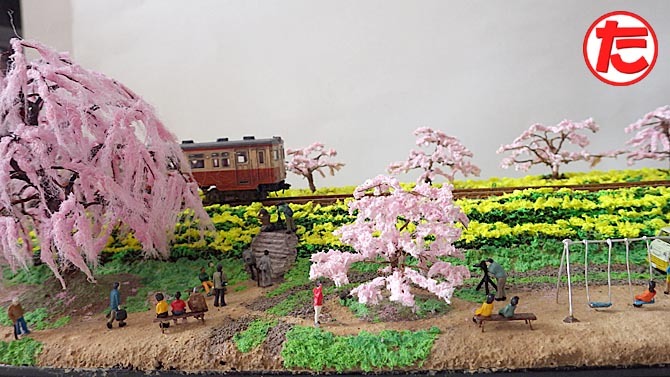 しだれ桜とソメイヨシノと菜の花11.jpg